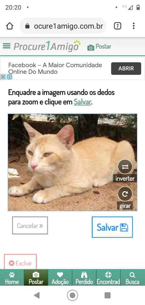 Gato ra a Srd idade 2 anos nome Frederico