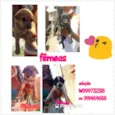 Filhotes
