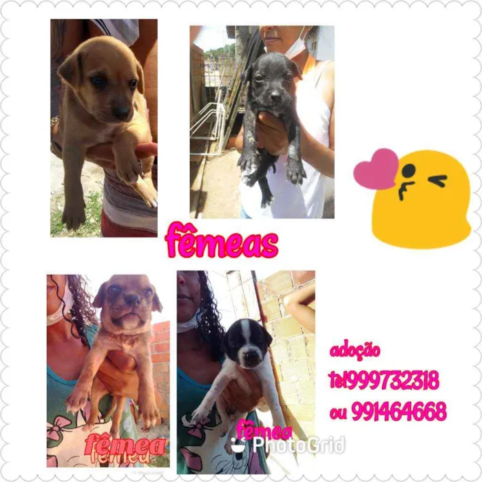 Cachorro raça Srd idade Abaixo de 2 meses nome Filhotes