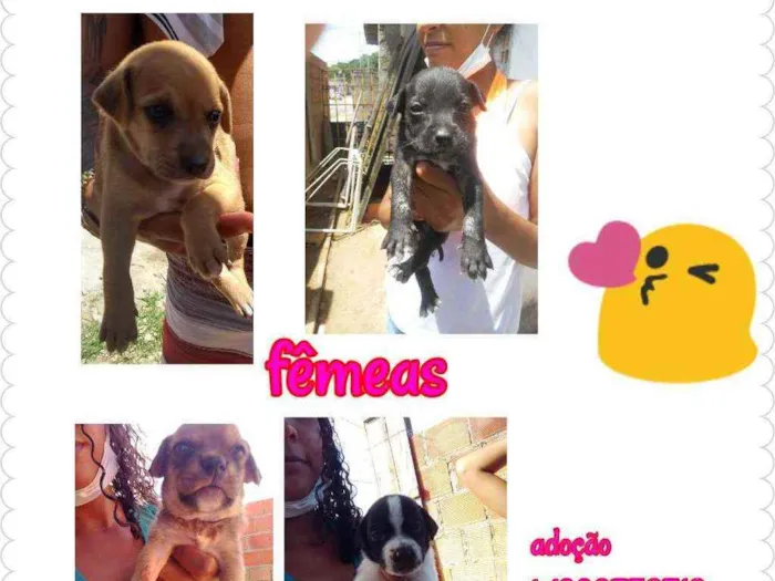 Cachorro raça Srd idade Abaixo de 2 meses nome Filhotes