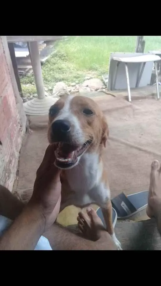 Cachorro ra a Nao Sei explicar idade 1 ano nome Namica