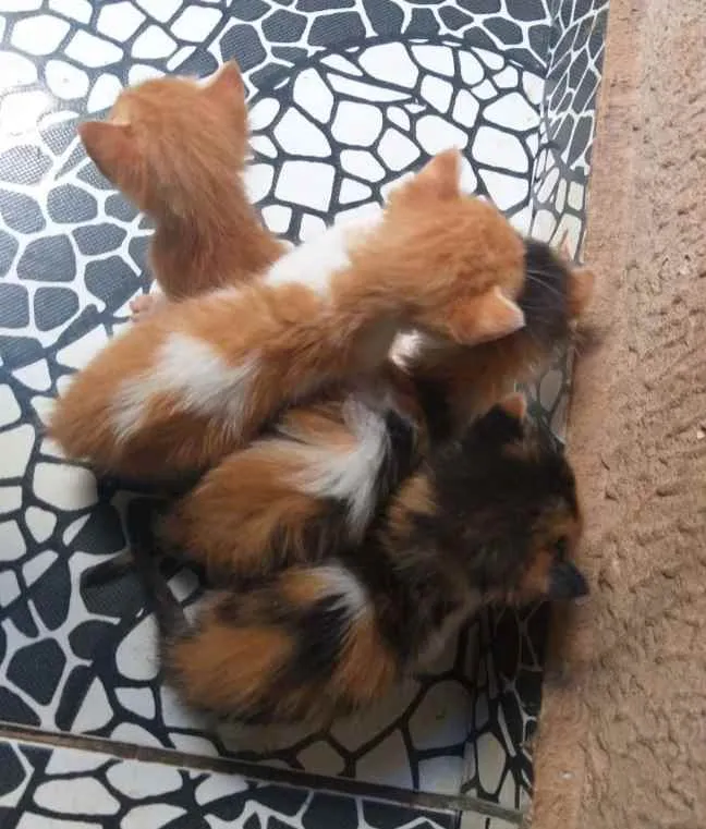 Gato ra a SRD idade Abaixo de 2 meses nome Sem nome