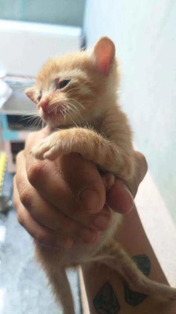 Gato ra a SRD idade Abaixo de 2 meses nome Sem nome