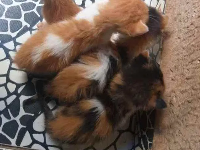 Gato ra a SRD idade Abaixo de 2 meses nome Sem nome