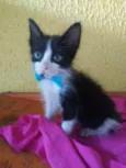 Fofito