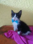 Fofito