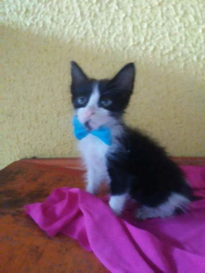 Gato ra a Comum idade 2 a 6 meses nome Fofito