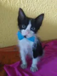Fofito