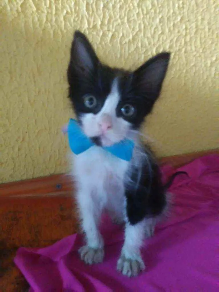 Gato ra a Comum idade 2 a 6 meses nome Fofito