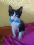 Fofito