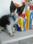 Fofito