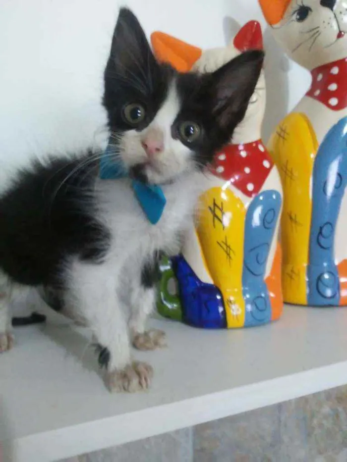 Gato ra a Comum idade 2 a 6 meses nome Fofito