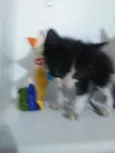 Fofito
