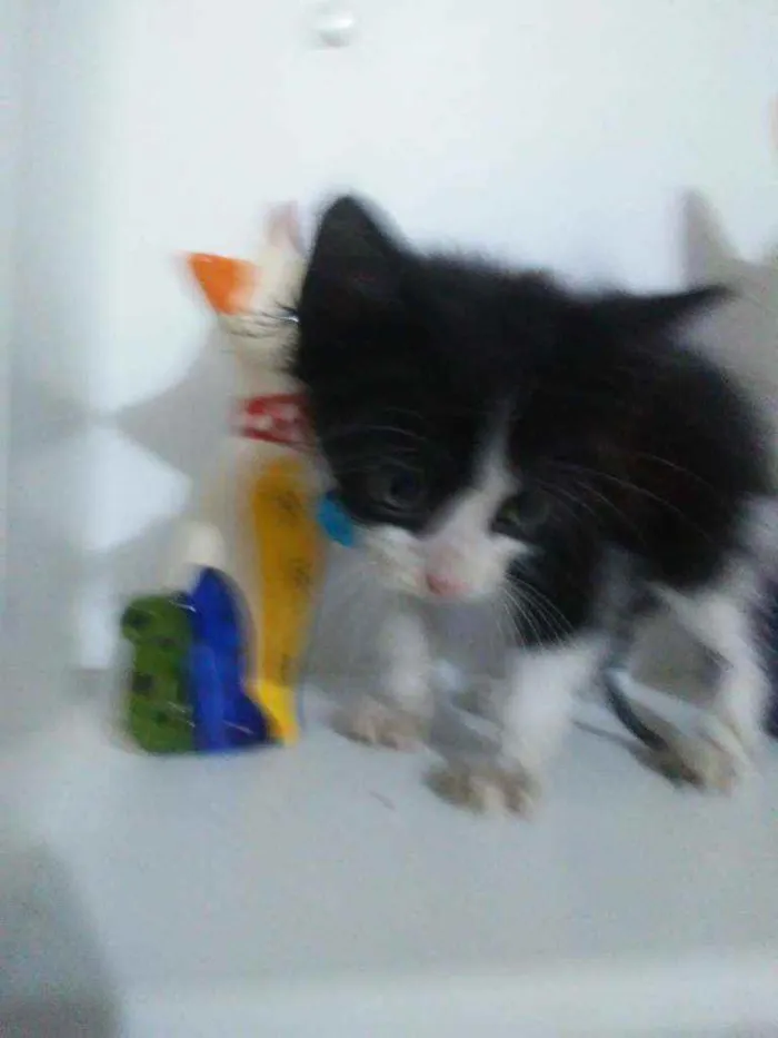 Gato ra a Comum idade 2 a 6 meses nome Fofito