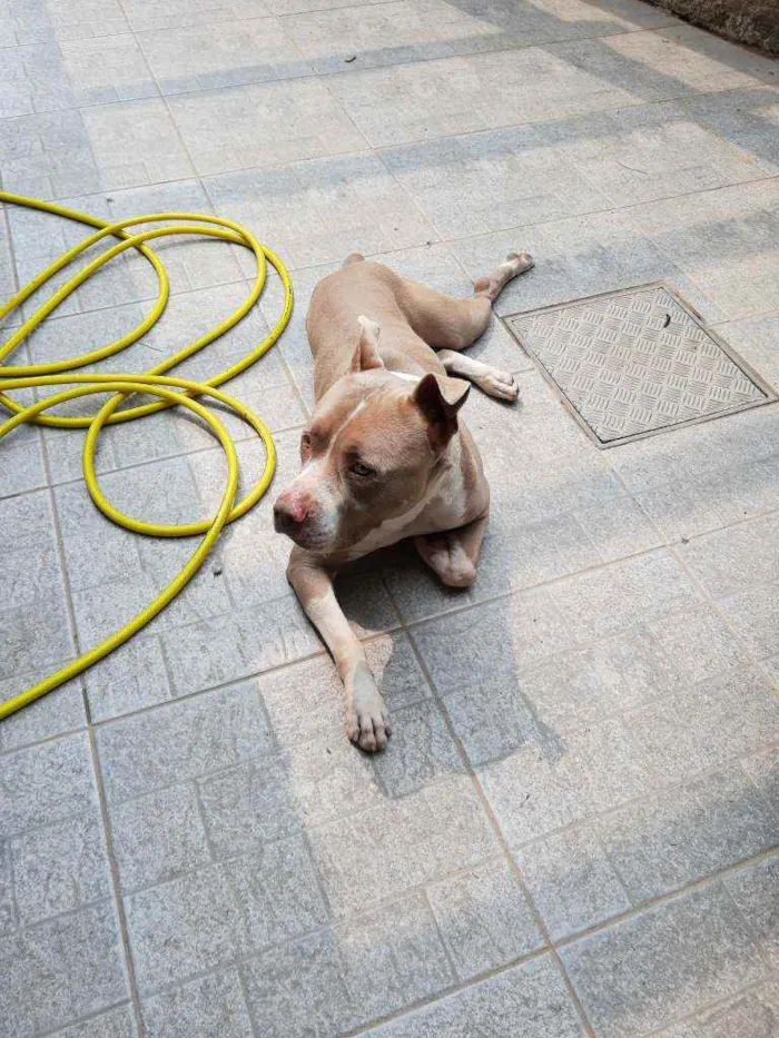 Cachorro ra a American Staffordshire Terrier idade 2 anos nome Zeus