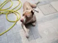 Zeus