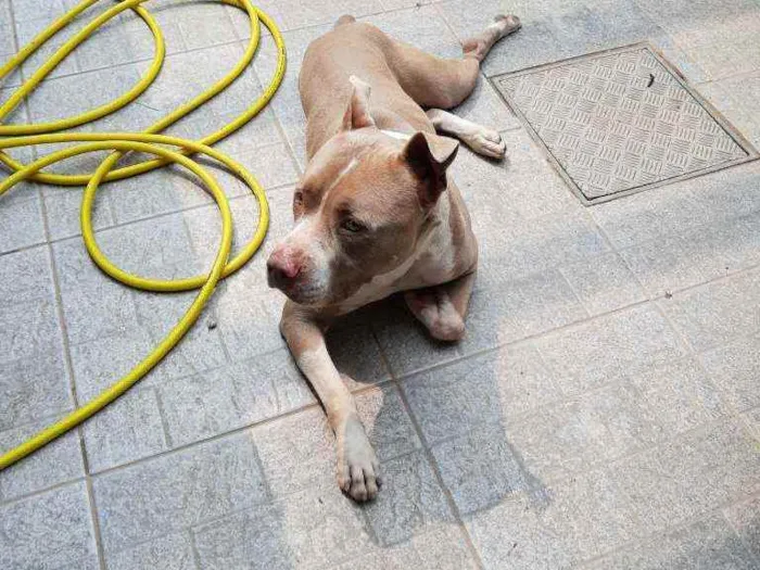 Cachorro ra a American Staffordshire Terrier idade 2 anos nome Zeus
