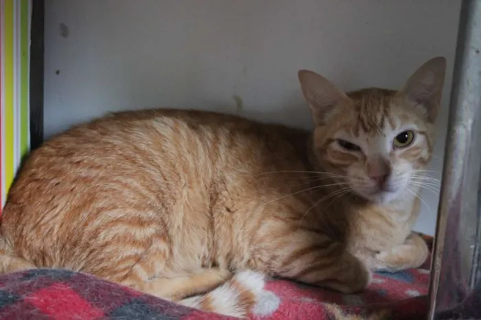 Gato raça SRD idade 3 anos nome Will