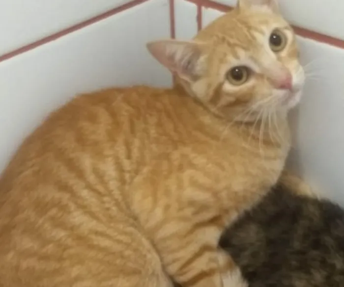 Gato raça SRD idade 3 anos nome Will