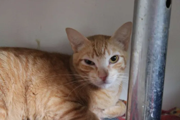 Gato raça SRD idade 3 anos nome Will