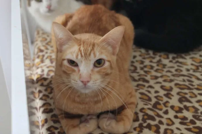 Gato raça SRD idade 3 anos nome Will