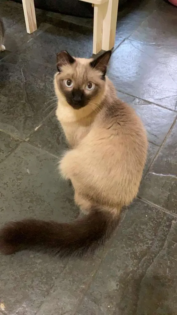 Gato ra a SRD idade 3 anos nome Vivaldi