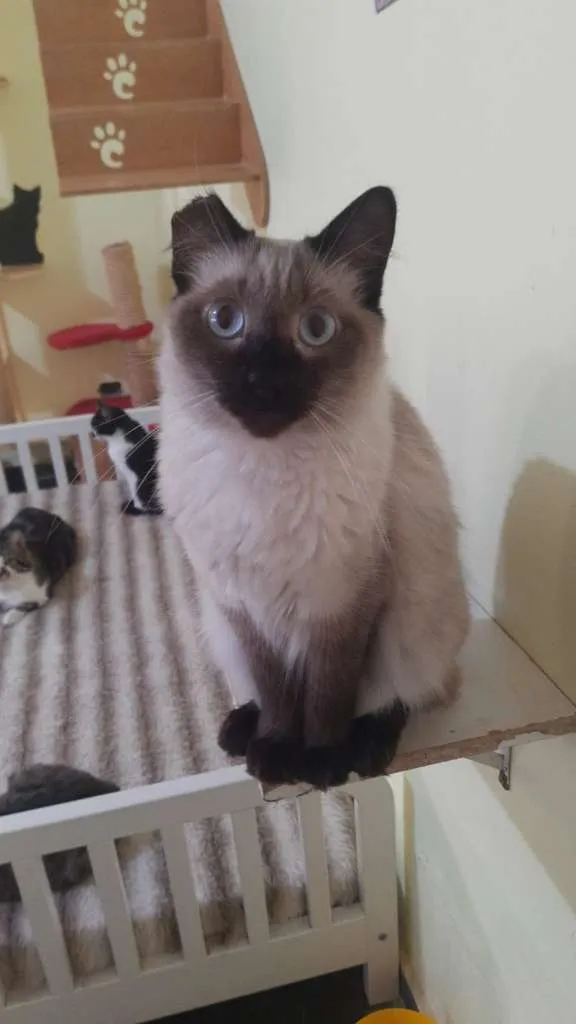 Gato ra a SRD idade 3 anos nome Vivaldi