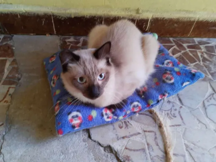 Gato ra a SRD idade 3 anos nome Vivaldi