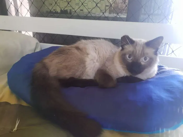 Gato ra a SRD idade 3 anos nome Vivaldi