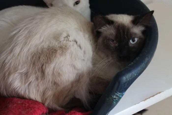 Gato ra a SRD idade 3 anos nome Vivaldi