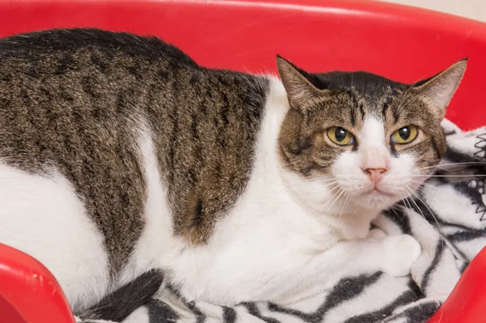 Gato raça SRD idade 6 ou mais anos nome Chico Morelli