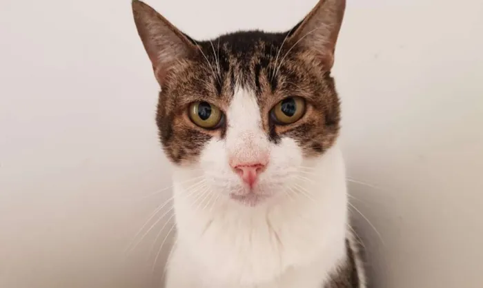 Gato raça SRD idade 6 ou mais anos nome Chico Morelli