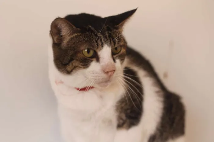 Gato raça SRD idade 6 ou mais anos nome Chico Morelli