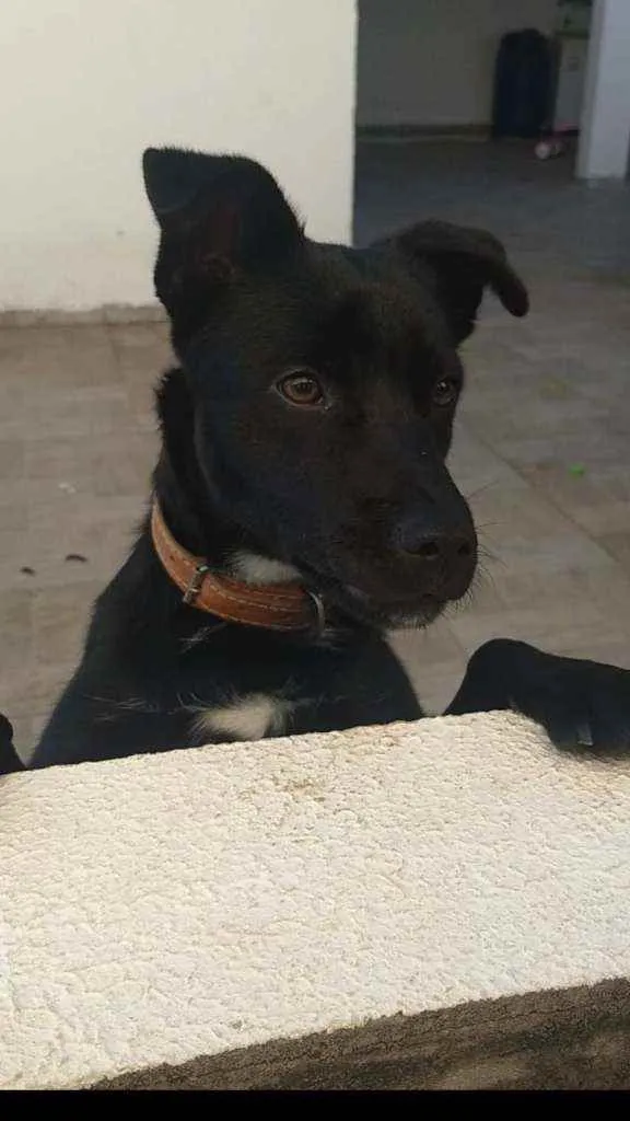 Cachorro ra a Viralata idade 7 a 11 meses nome Batman