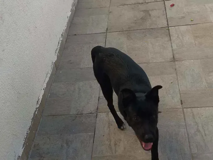 Cachorro ra a Viralata idade 7 a 11 meses nome Batman