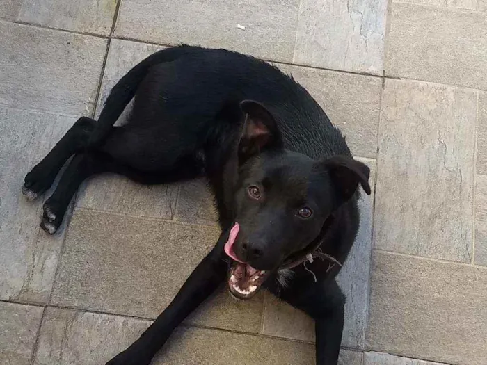 Cachorro ra a Viralata idade 7 a 11 meses nome Batman