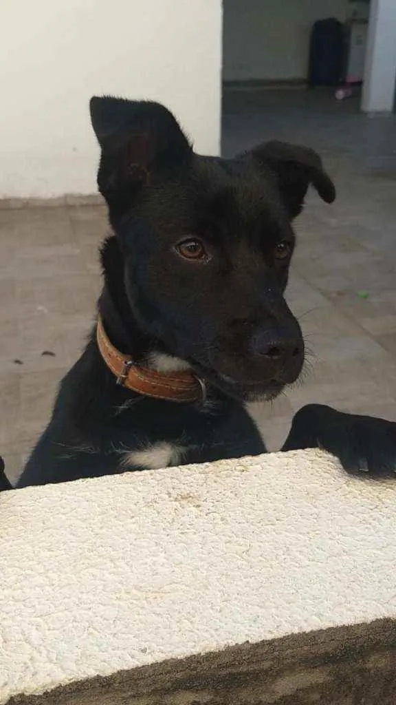 Cachorro ra a Viralata idade 7 a 11 meses nome Batman