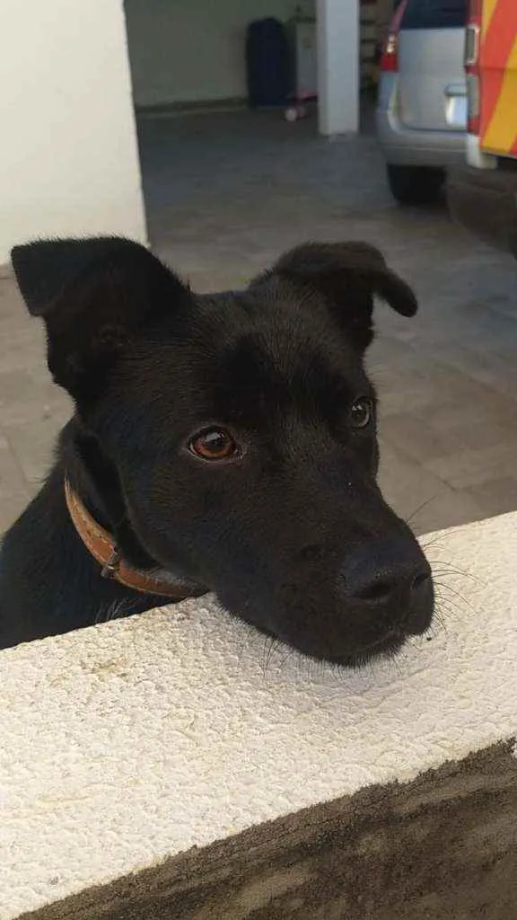 Cachorro ra a Viralata idade 7 a 11 meses nome Batman