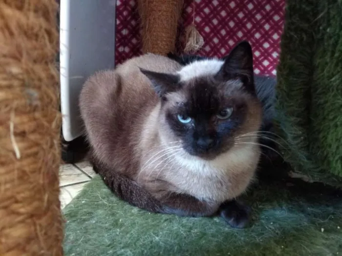 Gato raça SRD idade 3 anos nome Gardenia