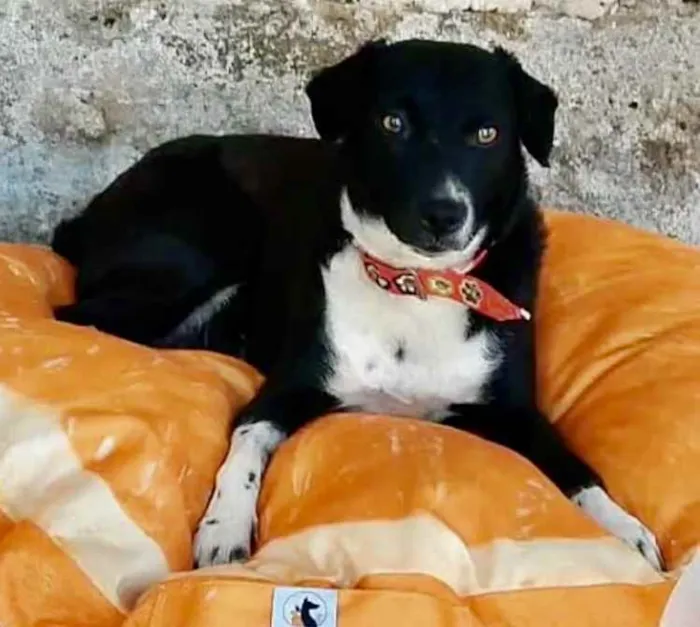 Cachorro ra a SRD idade 7 a 11 meses nome Pretinha 