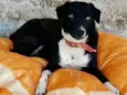Pretinha 