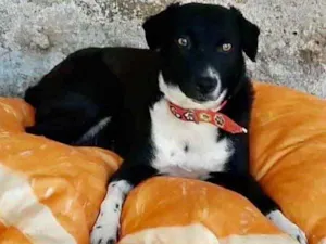 Cachorro raça SRD idade 7 a 11 meses nome Pretinha 