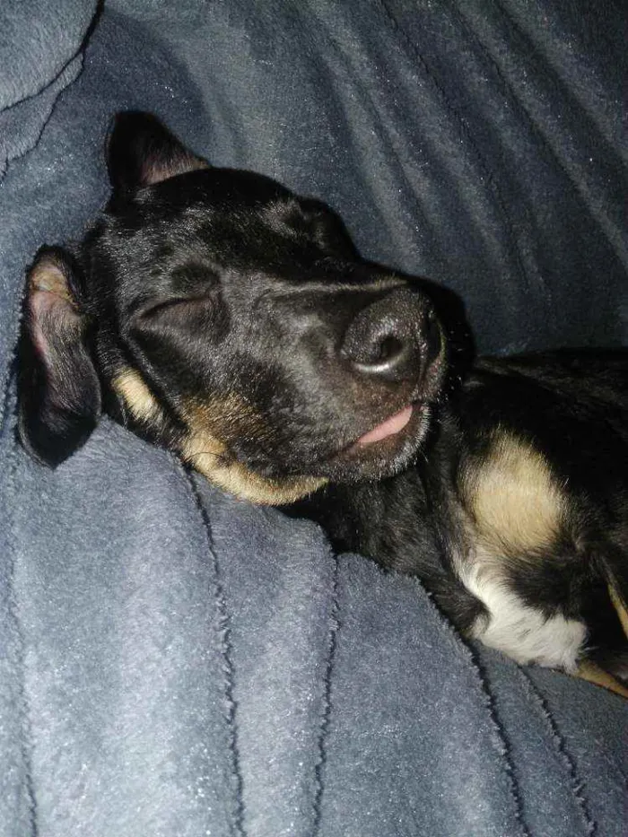 Cachorro ra a Srd idade 2 a 6 meses nome Charlotte