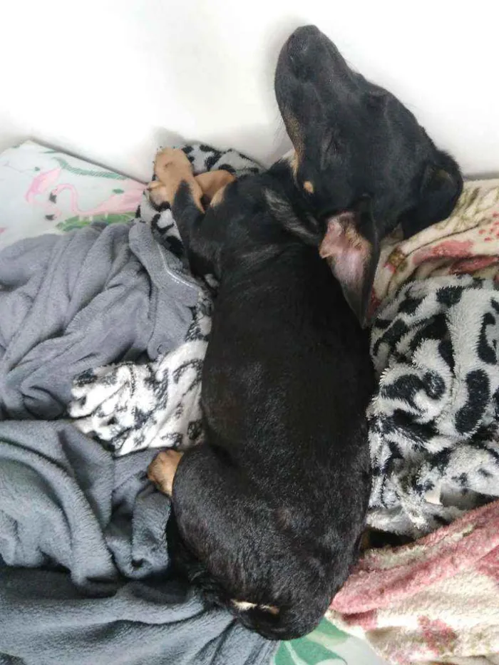 Cachorro ra a Srd idade 2 a 6 meses nome Charlotte