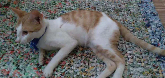 Gato ra a Comum idade 2 a 6 meses nome Nino