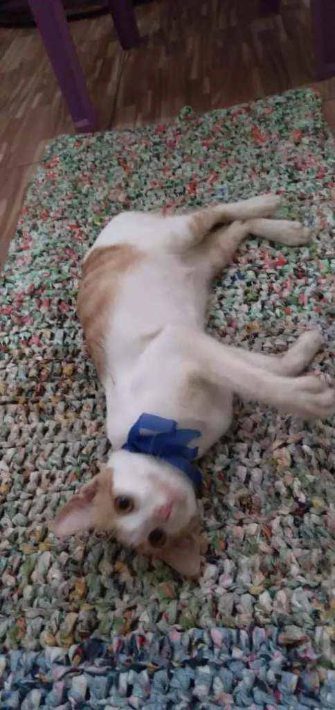 Gato ra a Comum idade 2 a 6 meses nome Nino