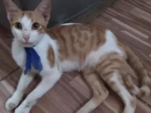 Gato raça Comum idade 2 a 6 meses nome Nino