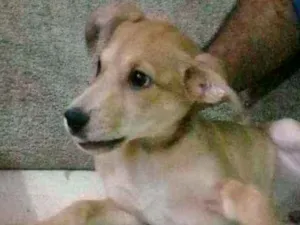 Cachorro raça Srd idade 2 a 6 meses nome Apolo