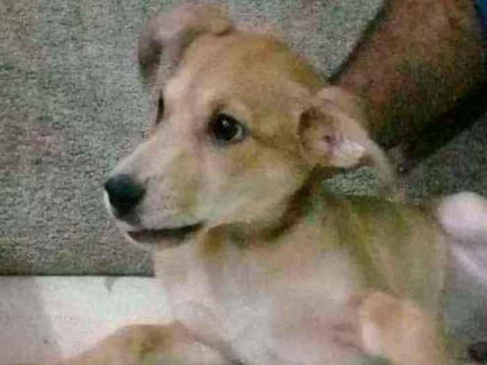 Cachorro ra a Srd idade 2 a 6 meses nome Apolo