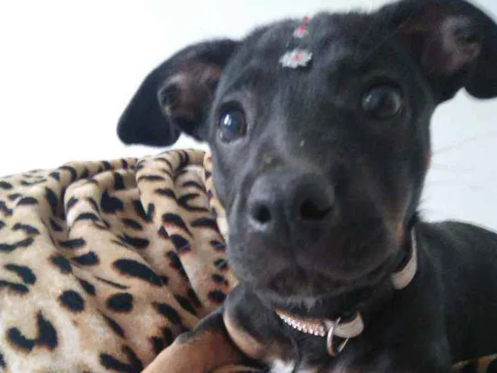 Cachorro ra a Srd idade 2 a 6 meses nome Charlotte